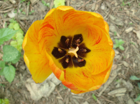 Beautiful Flowers biology blooming