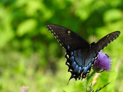 Spicebush Swallowtail-4 photo