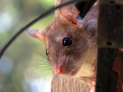 Rat rodent animal photo