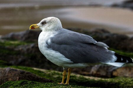 Animal aquatic bird avian photo