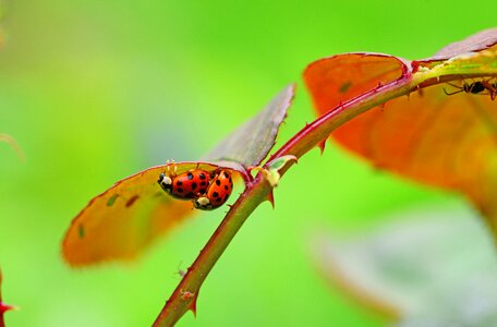 Ladybird harmonia axyridis ladybug photo
