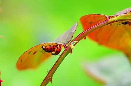 Ladybird harmonia axyridis ladybug