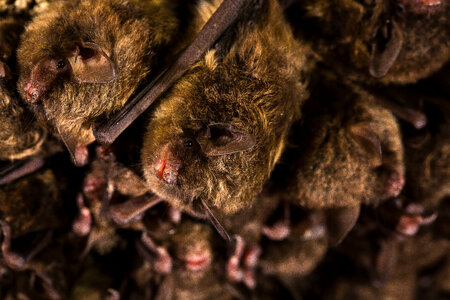 Indiana bat-1