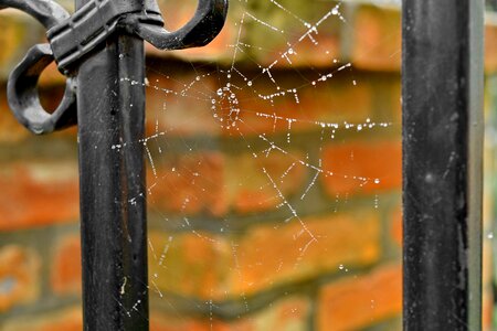 Trap cobweb spider web photo