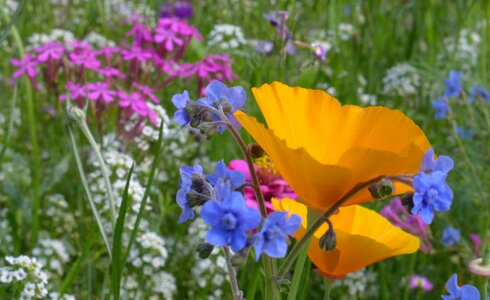 Farbenpracht color flower meadow photo