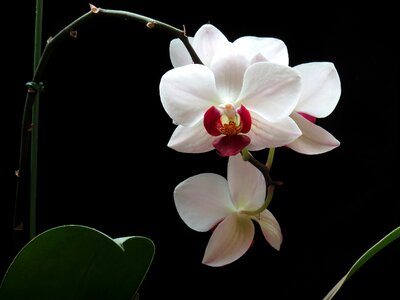 Flowers nature orchid
