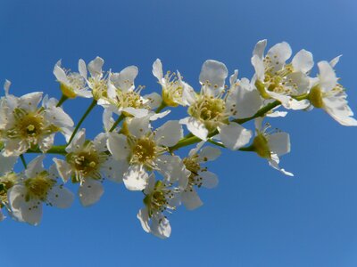 Flowers white spring photo