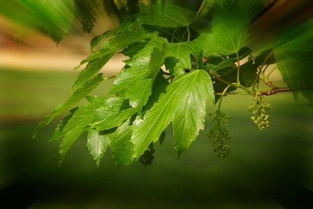 Plant beauty nature