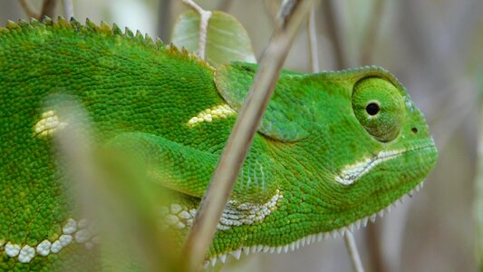 Chameleon animal forest photo