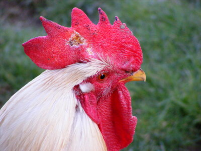 White rooster’s head in detail photo