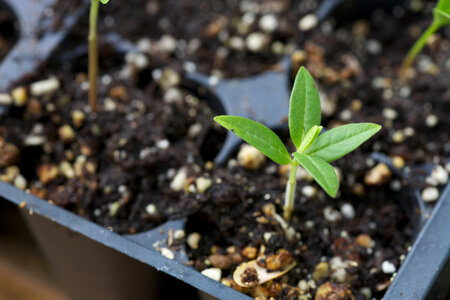 Common Milkweed-2
