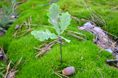 Oak moss acorn