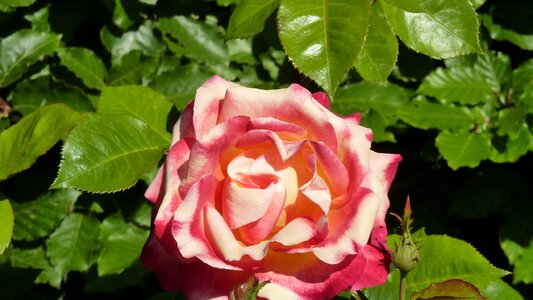 Rose beauty romantic photo