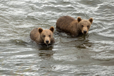 Kodiak brown bear-2