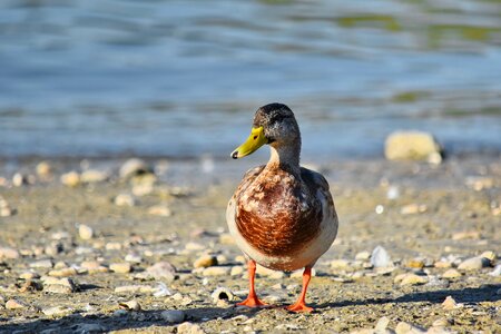 Beach duck mallard