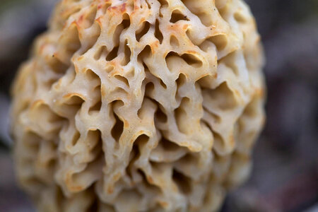 Morel Mushroom photo