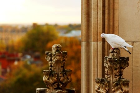 Animal bird curious photo