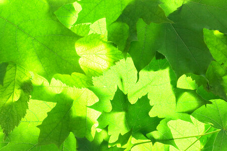 Green Natural Leaves photo