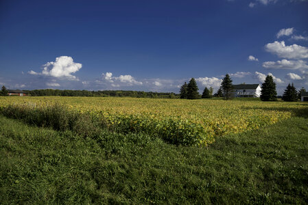 Farm landscape with Yellow leafed crops