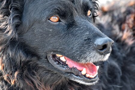 Black curious dog photo