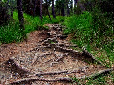 Road vegetation tree