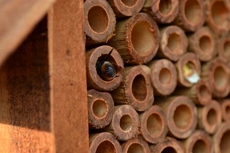 Insect house bamboo housekeeping photo