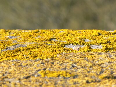 Moss old public record