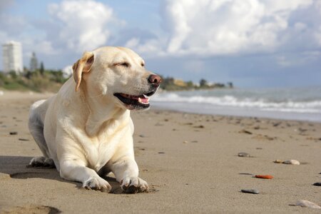 Pet beach animal