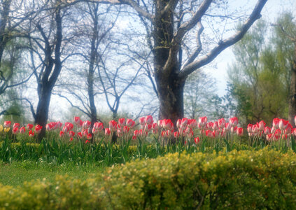Spring tulips in field photo