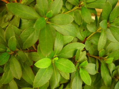 Leaves  