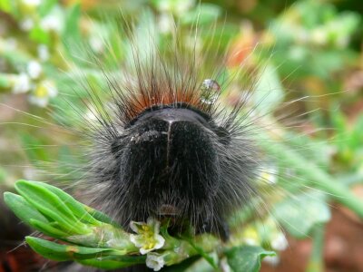 Wildlife larva creature photo