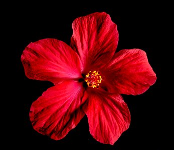 Flower red marshmallow photo