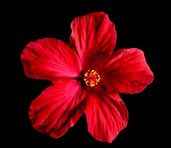 Flower red marshmallow