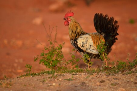 Animal chicken rooster photo