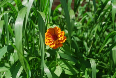 Orange grass greenery