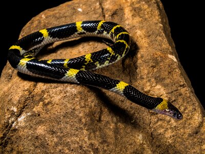 Black yellow non toxic reptile