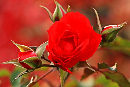 Beautiful Flowers beautiful photo blooming