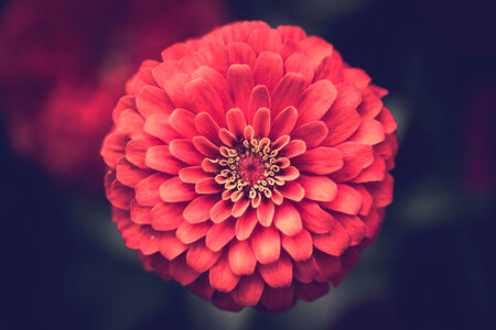 Closeup of Beautiful Red Dahlia Flower photo