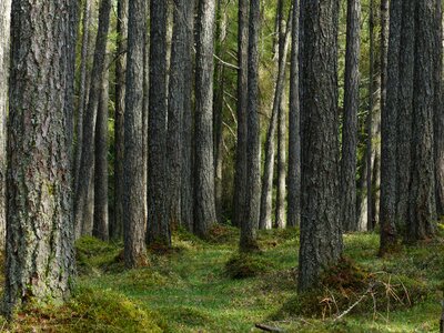 Tree trunks strains fairy tale forest photo