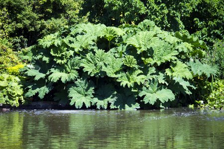 Massive leaves green water's edge