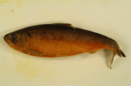 Alosa pseudoharengus-1