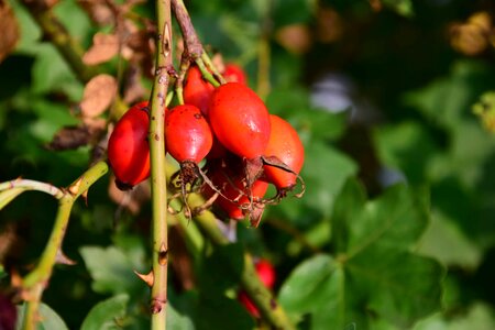 Berry branch climate photo