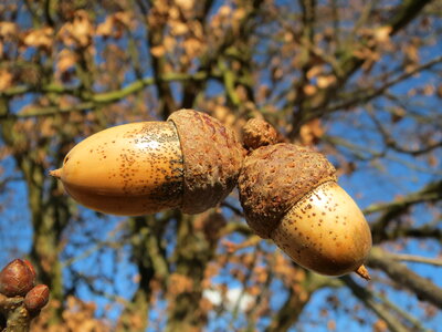 a bunch of ripe acorns