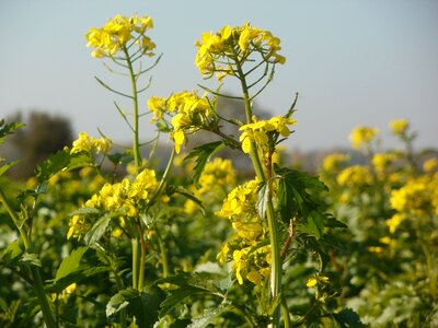Agriculture yellow oil photo