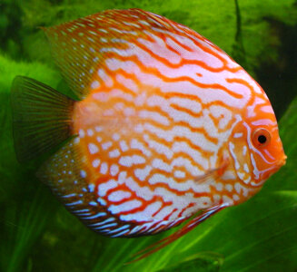 The discus Fish - Symphysodon photo