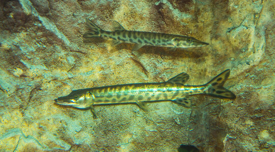 Muskellunge photo