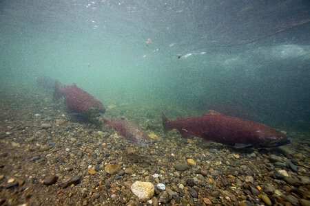 Chinook salmon-2