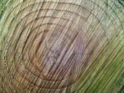 Age wooden trunk