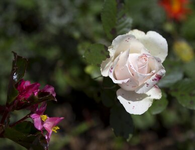 Flowers rose stalk