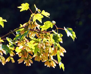 Branch flora garden photo